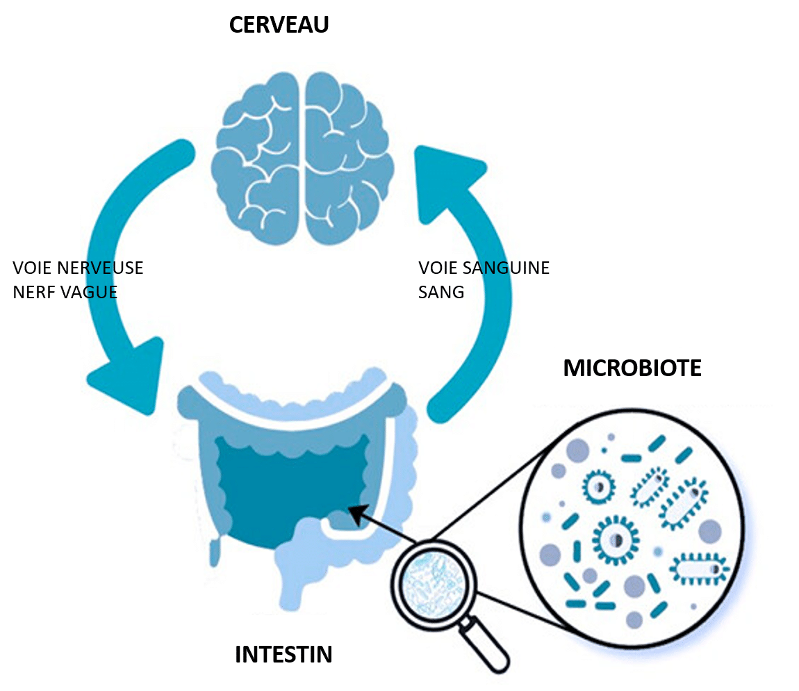 axe cerveau intestin